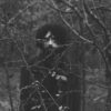“Animalerie”, disponibile negli store il nuovo album di Sandri
